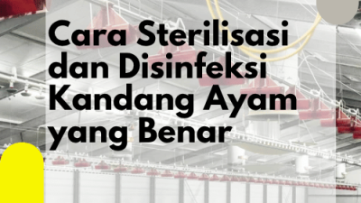 Cara Sterilisasi dan Disinfeksi Kandang Ayam yang Benar_Cara Bersihkan Kandang Ayam